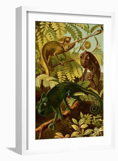 Chameleons-F.W. Kuhnert-Framed Art Print