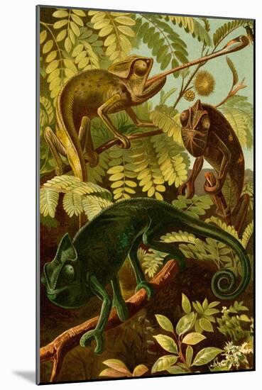 Chameleons-F.W. Kuhnert-Mounted Art Print