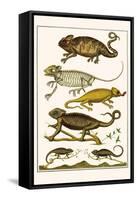 Chameleons-Albertus Seba-Framed Stretched Canvas