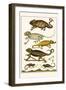 Chameleons-Albertus Seba-Framed Art Print