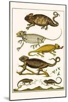 Chameleons-Albertus Seba-Mounted Art Print