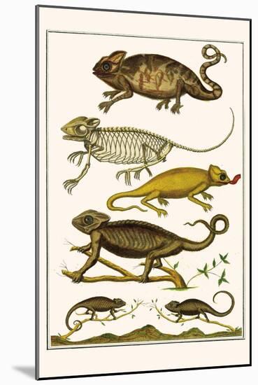 Chameleons-Albertus Seba-Mounted Art Print