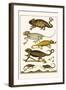 Chameleons-Albertus Seba-Framed Art Print