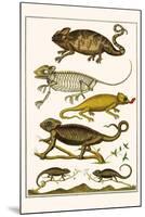 Chameleons-Albertus Seba-Mounted Art Print