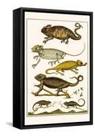 Chameleons-Albertus Seba-Framed Stretched Canvas