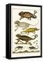 Chameleons-Albertus Seba-Framed Stretched Canvas