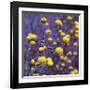 Chammomile-Ken Bremer-Framed Giclee Print