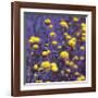 Chammomile-Ken Bremer-Framed Giclee Print