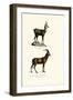 Chamois, 1824-Karl Joseph Brodtmann-Framed Giclee Print