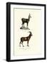 Chamois, 1824-Karl Joseph Brodtmann-Framed Giclee Print