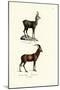 Chamois, 1824-Karl Joseph Brodtmann-Mounted Giclee Print