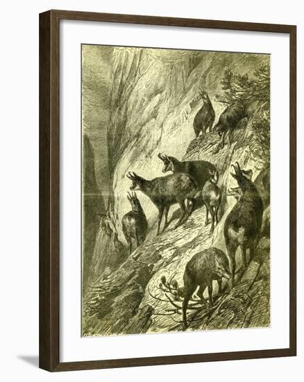 Chamois Austria 1891-null-Framed Giclee Print