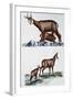 Chamois Doe (Rupicapra Rupicapra) with Her Calf and Nursing Him, Bovidae-null-Framed Giclee Print