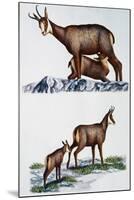 Chamois Doe (Rupicapra Rupicapra) with Her Calf and Nursing Him, Bovidae-null-Mounted Giclee Print