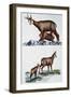 Chamois Doe (Rupicapra Rupicapra) with Her Calf and Nursing Him, Bovidae-null-Framed Giclee Print