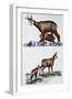 Chamois Doe (Rupicapra Rupicapra) with Her Calf and Nursing Him, Bovidae-null-Framed Giclee Print