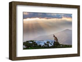 Chamois in Piatra Craiului Romania-Dan Mirica-Framed Photographic Print