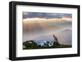 Chamois in Piatra Craiului Romania-Dan Mirica-Framed Photographic Print