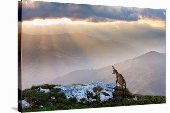 Chamois in Piatra Craiului Romania-Dan Mirica-Stretched Canvas