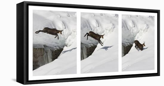 Chamois (Rupicapra Rupicapra) Jumping over Crevasse in the Snow, Abruzzo National Park, Italy-Angelo Gandolfi-Framed Stretched Canvas