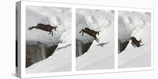 Chamois (Rupicapra Rupicapra) Jumping over Crevasse in the Snow, Abruzzo National Park, Italy-Angelo Gandolfi-Stretched Canvas