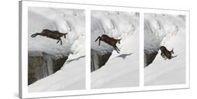 Chamois (Rupicapra Rupicapra) Jumping over Crevasse in the Snow, Abruzzo National Park, Italy-Angelo Gandolfi-Stretched Canvas