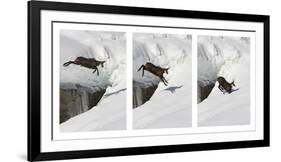 Chamois (Rupicapra Rupicapra) Jumping over Crevasse in the Snow, Abruzzo National Park, Italy-Angelo Gandolfi-Framed Photographic Print