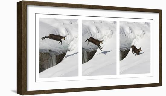 Chamois (Rupicapra Rupicapra) Jumping over Crevasse in the Snow, Abruzzo National Park, Italy-Angelo Gandolfi-Framed Photographic Print
