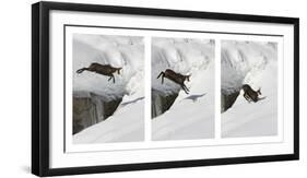 Chamois (Rupicapra Rupicapra) Jumping over Crevasse in the Snow, Abruzzo National Park, Italy-Angelo Gandolfi-Framed Photographic Print