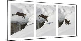 Chamois (Rupicapra Rupicapra) Jumping over Crevasse in the Snow, Abruzzo National Park, Italy-Angelo Gandolfi-Mounted Photographic Print