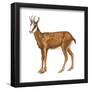 Chamois (Rupicapra Rupicapra), Mammals-Encyclopaedia Britannica-Framed Poster