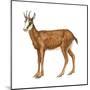 Chamois (Rupicapra Rupicapra), Mammals-Encyclopaedia Britannica-Mounted Poster