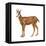 Chamois (Rupicapra Rupicapra), Mammals-Encyclopaedia Britannica-Framed Stretched Canvas