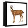 Chamois (Rupicapra Rupicapra), Mammals-Encyclopaedia Britannica-Framed Stretched Canvas