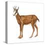 Chamois (Rupicapra Rupicapra), Mammals-Encyclopaedia Britannica-Stretched Canvas