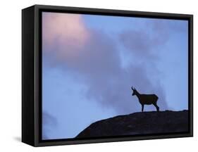 Chamois (Rupicapra Rupicapra) Silhouetted, Gran Paradiso National Park, Italy-Tim Edwards-Framed Stretched Canvas