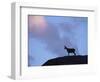 Chamois (Rupicapra Rupicapra) Silhouetted, Gran Paradiso National Park, Italy-Tim Edwards-Framed Premium Photographic Print