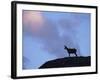 Chamois (Rupicapra Rupicapra) Silhouetted, Gran Paradiso National Park, Italy-Tim Edwards-Framed Photographic Print