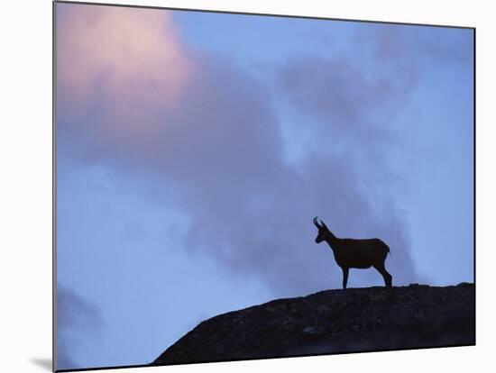 Chamois (Rupicapra Rupicapra) Silhouetted, Gran Paradiso National Park, Italy-Tim Edwards-Mounted Photographic Print