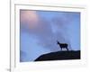 Chamois (Rupicapra Rupicapra) Silhouetted, Gran Paradiso National Park, Italy-Tim Edwards-Framed Photographic Print