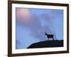 Chamois (Rupicapra Rupicapra) Silhouetted, Gran Paradiso National Park, Italy-Tim Edwards-Framed Photographic Print