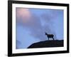 Chamois (Rupicapra Rupicapra) Silhouetted, Gran Paradiso National Park, Italy-Tim Edwards-Framed Photographic Print