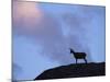 Chamois (Rupicapra Rupicapra) Silhouetted, Gran Paradiso National Park, Italy-Tim Edwards-Mounted Photographic Print