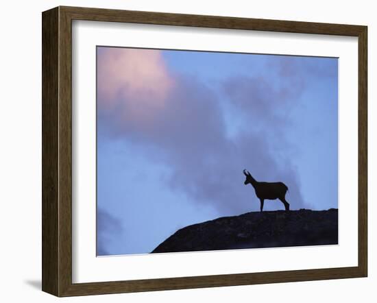 Chamois (Rupicapra Rupicapra) Silhouetted, Gran Paradiso National Park, Italy-Tim Edwards-Framed Photographic Print