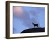 Chamois (Rupicapra Rupicapra) Silhouetted, Gran Paradiso National Park, Italy-Tim Edwards-Framed Photographic Print