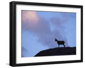 Chamois (Rupicapra Rupicapra) Silhouetted, Gran Paradiso National Park, Italy-Tim Edwards-Framed Photographic Print