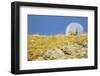 Chamois walking with the moon behind, Mercantour National Park, France, October.-David Allemand-Framed Photographic Print