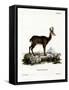 Chamois-null-Framed Stretched Canvas