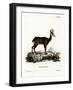 Chamois-null-Framed Giclee Print