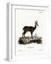 Chamois-null-Framed Giclee Print